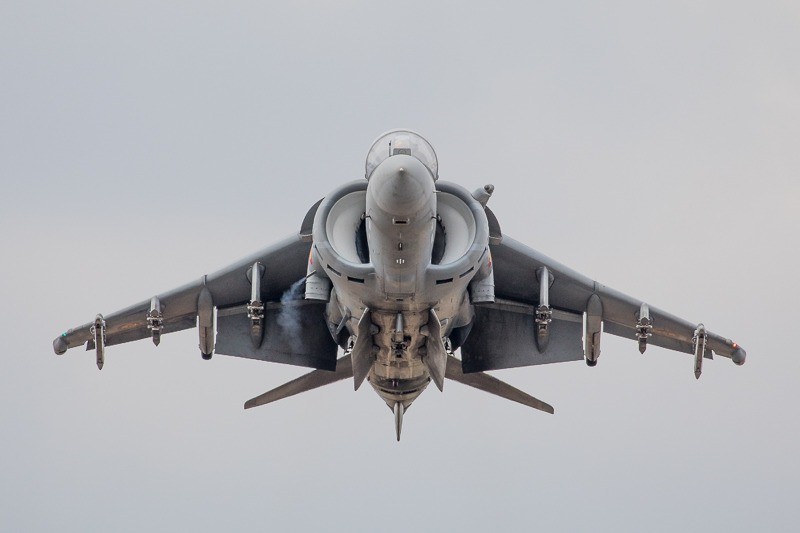 Harrier