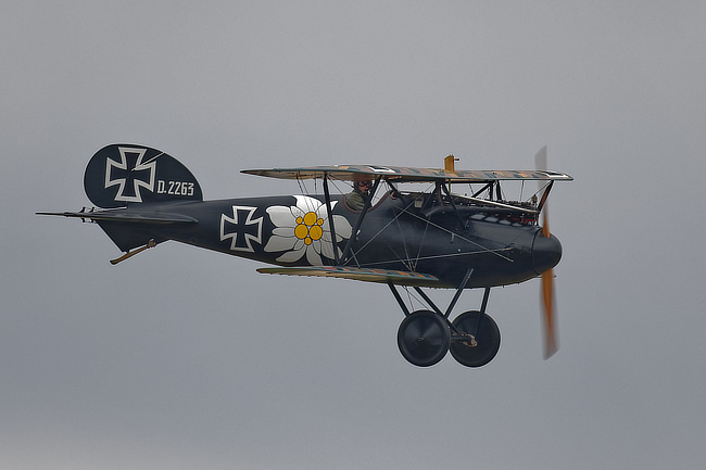 Albatros