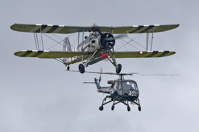 Swordfish and Wasp