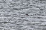 Seal 8763
