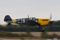 Buchon 'White 9'