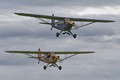 Grasshoppers
